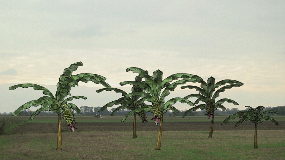 Dorfkino: „Von Bananenbäumen träumen“ in Pomellen